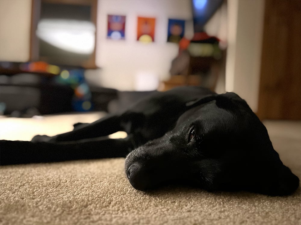 black lab dog taking a nap