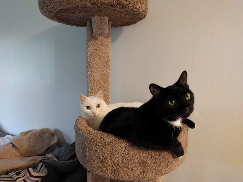 Leia and Hamlet, Aaron's cats