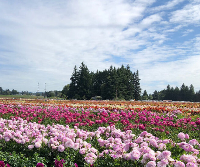 A field full of Dahlia flowers