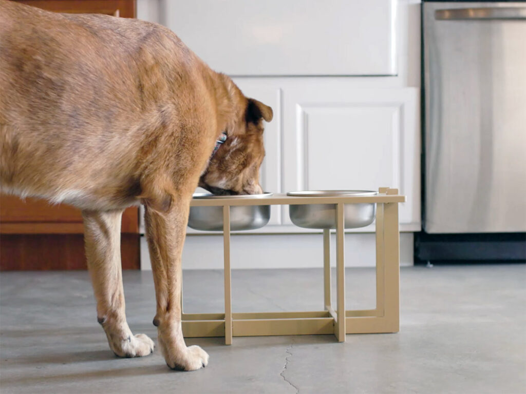 Dog eating from a Basis Products stainless steel food bowl