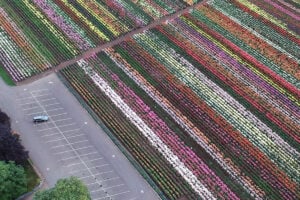 An aerial view of a expansive field showing rows and rows as far as the eye can see of Dahlias in all sorts of colors