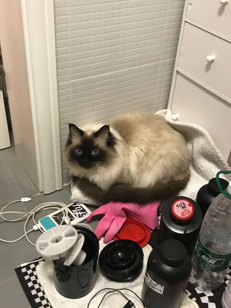 a ragdoll cat sitting on the floor next to some film development chemistry