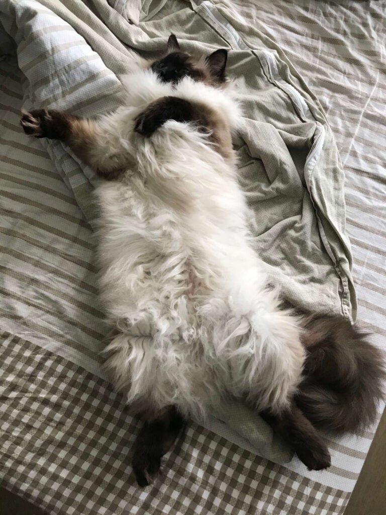 A ragdoll cat laying on his back being lazy